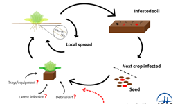 Lettuce Fusarium Wilt Workshop